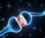 Immune System Peacekeepers Key to Preventing Autoimmunity During Infection