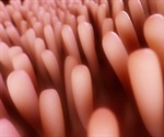 Intestinal cell changes are driven by the BMP signaling pathway, study finds