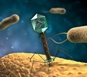 Phage Engineering: Characterizing Bacteriophages for Medical and Agricultural Applications