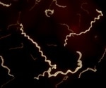Yale researchers discover protein that protect hosts from lyme disease