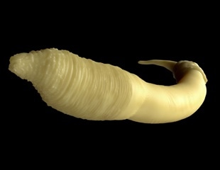 New Study Unlocks Secrets of Worms' Lipid-Based Surface Chemistry