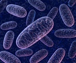 Researchers Discover New Role of Mitofusin 2 in Cellular Health
