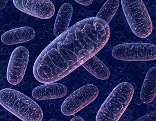 Researchers Develop a System to Deliver Antioxidants to the Mitochondria