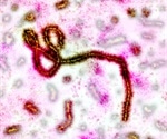 New Model for Studying Ebola Virus Pathogenesis