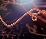 New Model for Studying Ebola Virus Pathogenesis