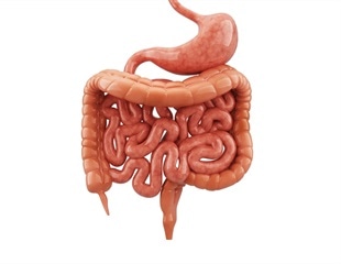 Investigating the Link Between Metabolism and Intestinal Development
