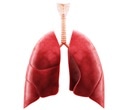 Spatial Single-Cell Transcriptomics Maps Cellular Niches in Fatal COVID-19 Lungs