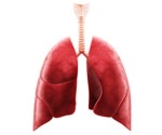 Severely injured donor lungs can be recovered using cross-circulation platform