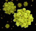 Dynamic Structural Flexibility of Human Norovirus Evade the Immune System