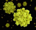 Novel Zebrafish Model Offers Efficient Tool for Norovirus Research