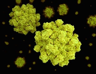 Primerdesign Launches Real-Time PCR Workflow for Onsite Detection of Norovirus in Oysters