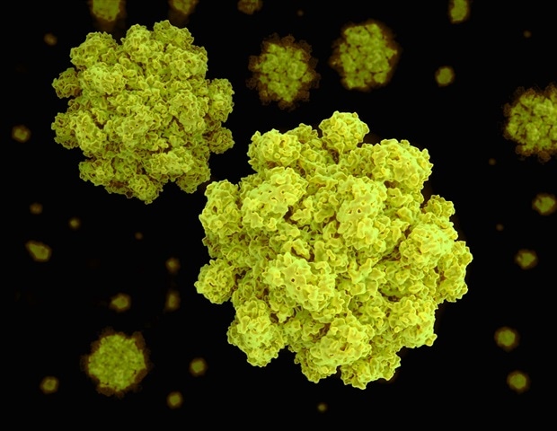 Dynamic Structural Flexibility of Human Norovirus Evade the Immune System