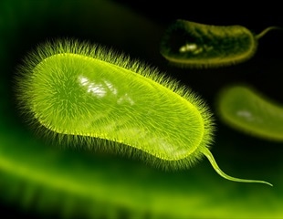 Finding better treatments to eradicate infection caused by H. pylori bacterium