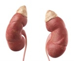 UMSOM researchers uncover mechanism to explain role of genetic mutations in kidney disease