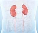 USC Researchers Advance Toward Building Functional Synthetic Kidneys