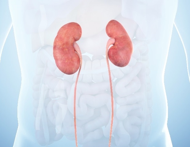 Novel Organoid Platform Reveals Non-Immune Drivers of Diabetic Renal Injury