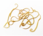 A Rapid Method for the Quantitative Detection of miRNA