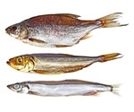 Flipped DNA Segments Help Fish Rapidly Evolve into New Species