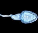 Pioneering Approach Restores Sperm Production and Fertility in Mouse Model