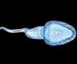 Retinoic acid is the key to produce healthy offspring from testicular tissue transplantation
