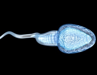 Pioneering Approach Restores Sperm Production and Fertility in Mouse Model