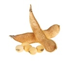 Antimicrobial compounds from soybean plants may help animals stay healthy