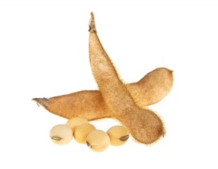 Scientists identify gene with the largest impact on seed protein in soybean