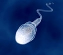 Pioneering Approach Restores Sperm Production and Fertility in Mouse Model