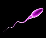 Researchers reveal how ubiquitous signaling molecule plays a critical role in male fertility