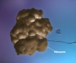 Protein Production: Initiation, Elongation and Termination