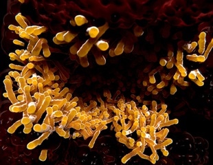 Researchers Develop Mycobacteria Strains with Kill Switches for Safer TB Vaccines