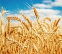Wheat's Pathogen Defense Strengthened by Tandem Kinase Proteins