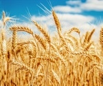 Gene Deletion in Wheat Offers Better Bread Quality and Fewer Celiac Triggers