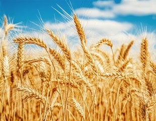 Wheat's Pathogen Defense Strengthened by Tandem Kinase Proteins