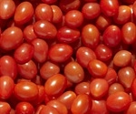 Researchers identify a gene that could help improve flavor and shelf-life of tomatoes