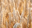 Gene Deletion in Wheat Offers Better Bread Quality and Fewer Celiac Triggers