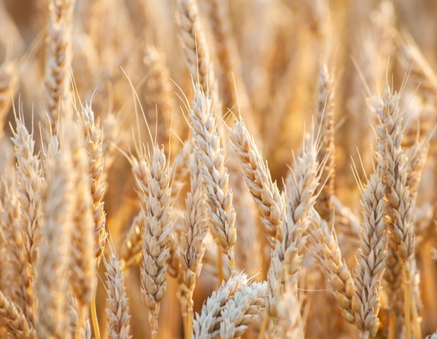 Plant Scientists Tackle Major Threat to UK Wheat