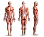 Scientists discover unexpected pathway by which brown fat can burn energy