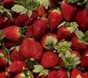 Study Unveils the Complete Biosynthetic Loop Regulating Tannin Production in Strawberries