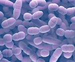 Antibiotic Resistance Reaches Equilibrium in Many Bacterial Species