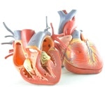 Beta blockers can increase risk of heart failure in women more than men