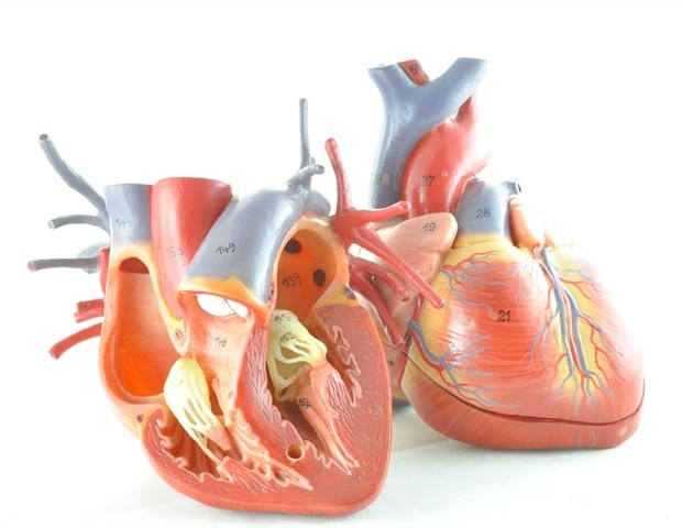 Female Hearts Rely on Molecular Safeguard to Avoid Failure