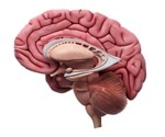 Scientists Uncover Mechanism Linking OPN3 to Food Intake Regulation