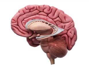 New Frontier in Understanding Brain Development and Rare Diseases