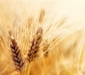Gene Deletion in Wheat Offers Better Bread Quality and Fewer Celiac Triggers