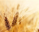 Wheat's Pathogen Defense Strengthened by Tandem Kinase Proteins