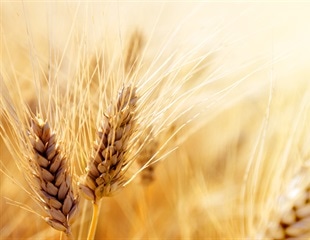 Wheat's Pathogen Defense Strengthened by Tandem Kinase Proteins