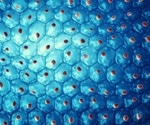 Scientists demonstrate a potential new route for the generation of genetic diversity in corals