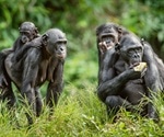 Male Bonobos Found to Be More Aggressive Than Chimpanzees