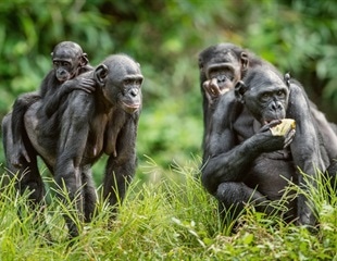 Male Bonobos Found to Be More Aggressive Than Chimpanzees